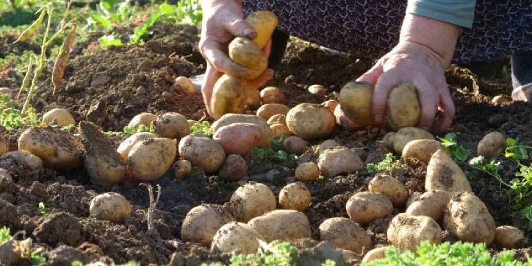 Nisan ve Mayıs’ta ekildi, Ekimde toplanıyor! 65 yaşında hasatta: Önce topluyor, sonra pazarda satıyor 5